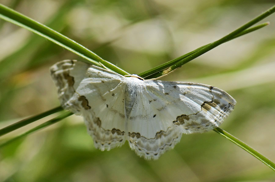 Scopula ornata?